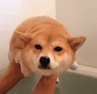 狗狗出列抖音划水柴犬出列gif动图动态图表情包下载soogif