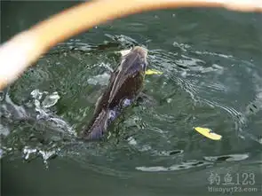 手竿垂钓大鱼时的遛鱼技巧