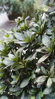 万能的网友,请问杜鹃花叶子长满白斑,底下有黑点,是病还是虫所致,用什么药喷