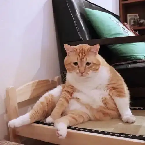 头像好看合集