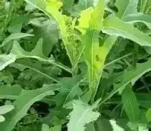新疆荒漠里的这27种稀奇植物,营养堪比人参,还能降三高以后捡到这些宝贝千万别丢了