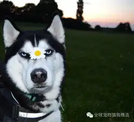 这只二哈有个招牌表情不爽脸简直就是表情包鼻祖