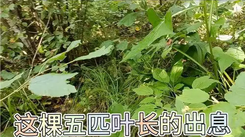 人参不好该放生就放生,能拿的都是好的,这棵五匹叶长的就挺出息