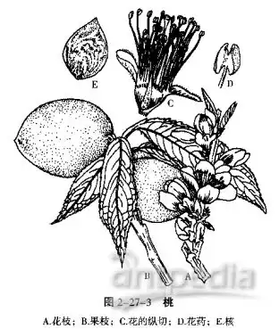 被子植物皿蔷薇亚纲蔷薇科鉴定