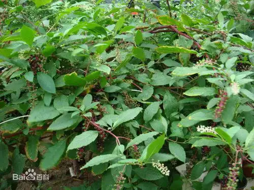参类植物图片和名称叶片很大开一串白色花结紫色浆果内有扁圆形籽,根茎像西洋参