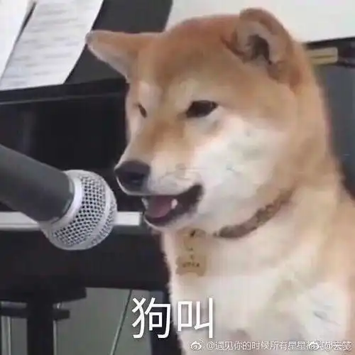 想说大家真的不要轻易养小动物