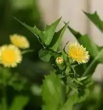 生活中经常见到的两种植物,有大用