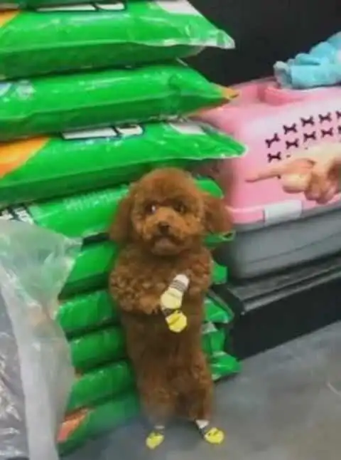 主人领着可爱的泰迪犬逛超市,泰迪走丢后站在了角落,看它这表情