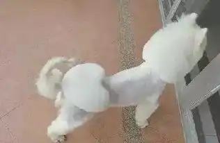 柯基剪成了哑铃,松狮硬是被剪成了考拉金毛