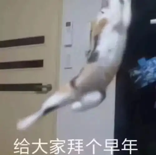 养猫家庭正确的消毒方式,你真的做对了吗