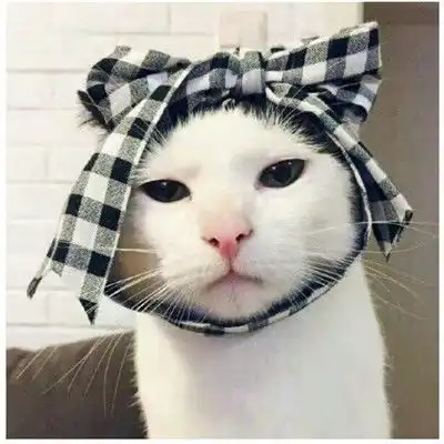 超萌猫咪情头一对两张做你的喵星人