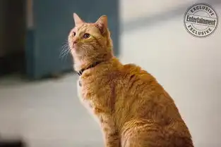 全程可爱惊奇队长橘猫goose受访答不出来开大绝撒娇蹭蹭