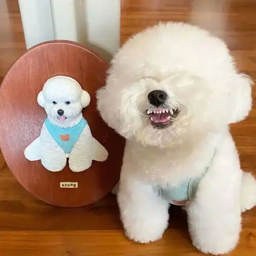 全网最强背影杀手背面看是棉花糖,正面看是表情包