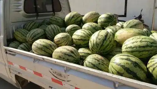 陕西西瓜价格跌到几毛钱意味着什么