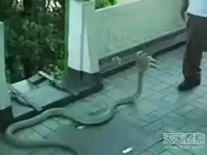 全球神秘生物目击印度发现罕见五头蛇
