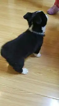 柯基犬有黑白双色的吗,这只这柯基吗
