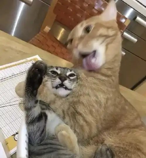 猫舔猫太劲爆猫看了都直呼想逃