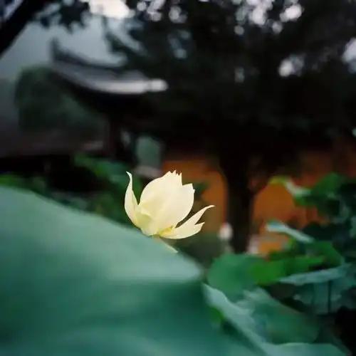 法供茶文化茶与佛家的渊源