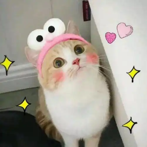 可爱和沙雕的区别在哪
