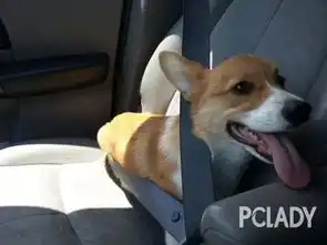 当柯基犬学开车的时候,我已经先笑喷了