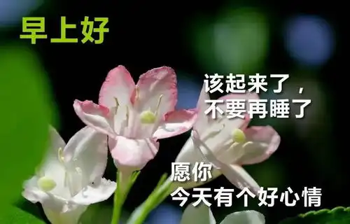 8.14早安表情包早上好问候语七夕节早安问候语