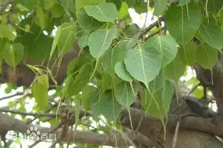 菩提树长什么样会开花结果吗有什么寓意吗