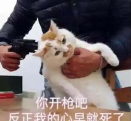 铲屎官们看好了,不注意这点,猫咪可能会疾病缠身