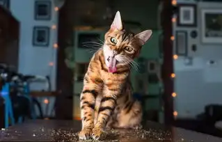 猫咪吃猫薄荷表情大合集吐舌打滚超可爱