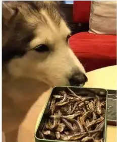 二哈到别人家厨房,虎背熊腰站岗快把肉肉交出来