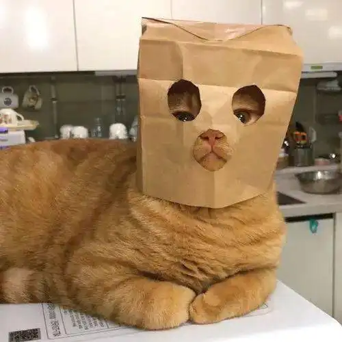 一觉醒来,我没蛋蛋ω了,3只猫盯着我...