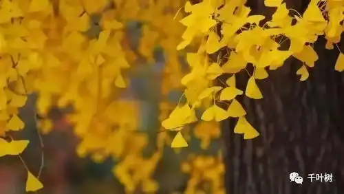 敬惜字纸