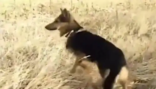 英勇的牧羊犬把羊跟丢了,看它更丢羊以后的表情,真的是太搞笑了