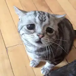 不想让毛孩子得面瘫,必读