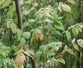 林区人,又到了大地撒欢的时候了,看看这些野菜,你吃过多少种