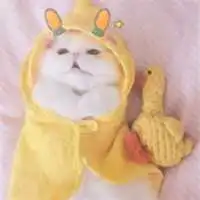 一左一右小猫情头可人头像