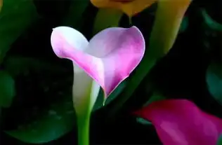 想学插花,这17种花材必须认识