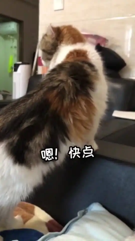 猫咪宁愿抱着主人的手,也不愿意去陪它老婆,这是有多粘人