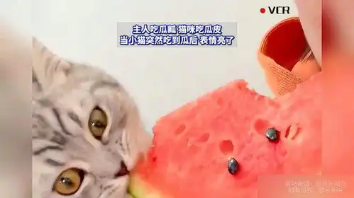主人吃瓜瓤猫咪吃瓜皮,当小猫突然吃到瓜后表情亮了