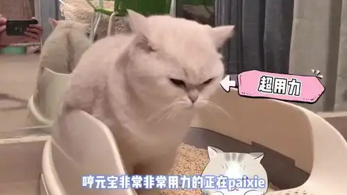 猫咪表情管理大师,喵看什么看,没见过吗