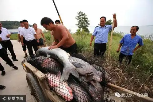 河南捕鱼者布阵捉鱼王,鱼和人一样高引民众围观合影