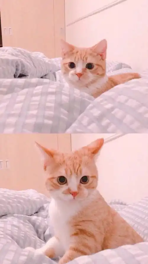 精美壁纸