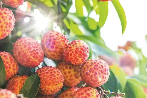 荔枝树边架起直播间电商助农迎丰收