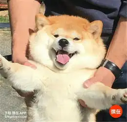 12张图证明柴犬就是个行走的表情包