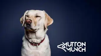 muttonmunch