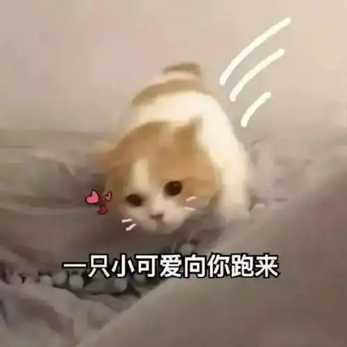 小动物可爱表情包熬夜冠军