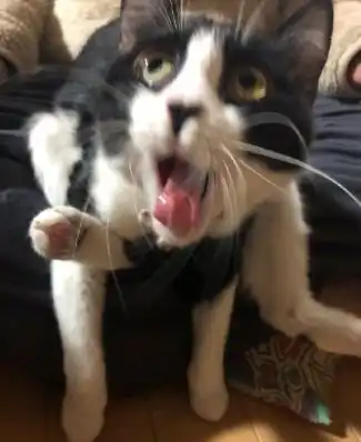 带猫去医院做了个检查,医生竟然说我家猫可能是弱智