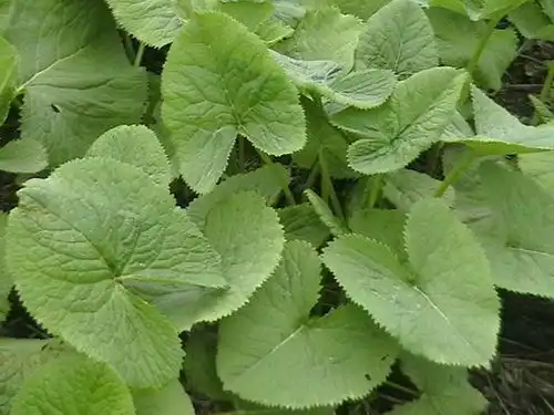 马蹄紫菀