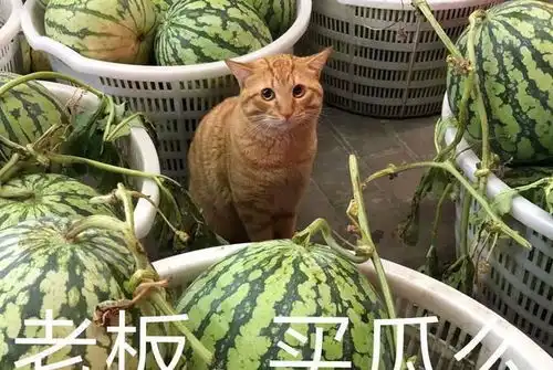 猫粮都没了,橘猫只能靠卖瓜为生,委屈巴巴的小表情引众人围观