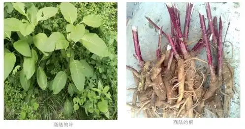 女生误食人参后睡了17个小时四川疾控曾提醒
