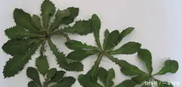 既好吃又养生的五大农村野菜,能吃过三种以上的,我是真服你了